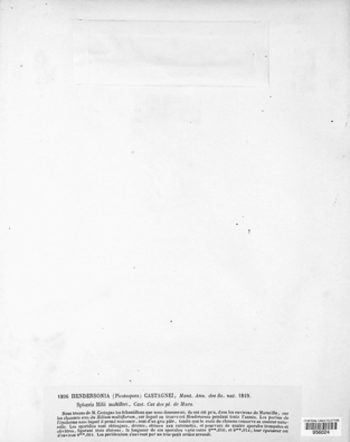 Hendersonia castagnei image